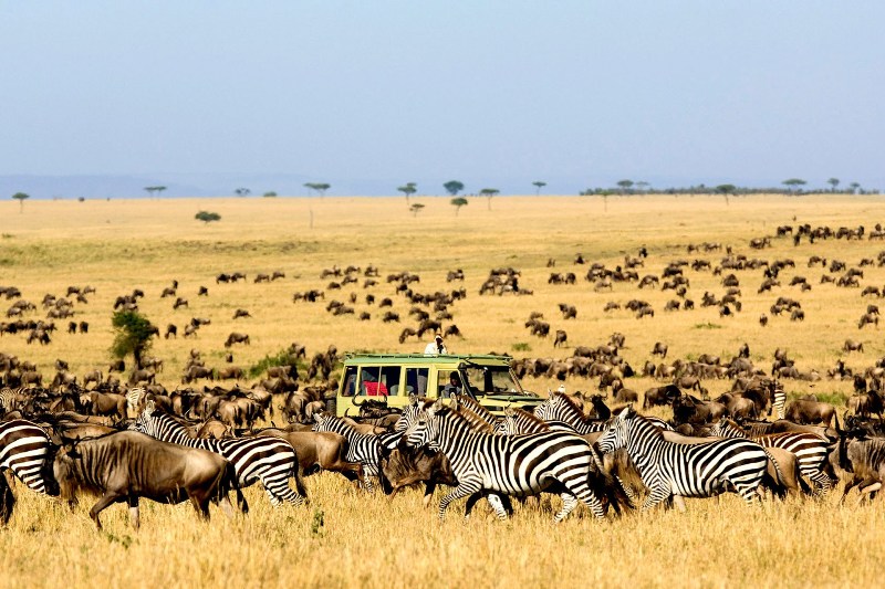 migration-Serengeti-Elite Travel